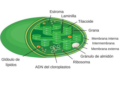 estructura del cloroplastos