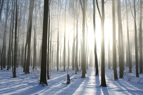 bosques caducifolios en invierno