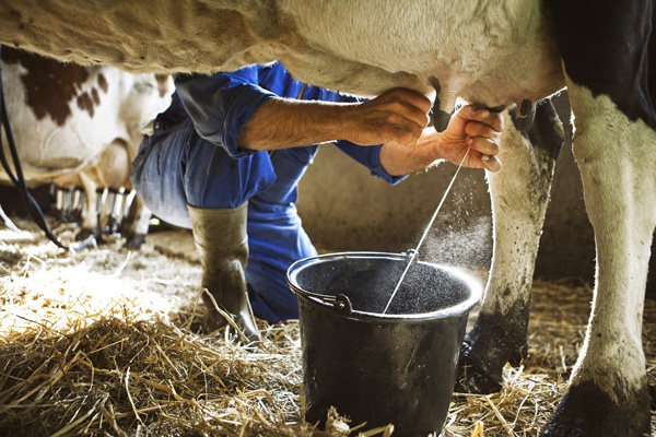 qué es la leche ecológica
