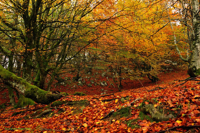 que son los bosques caducifolios