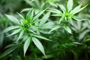 Qué es cannabis y para qué se usa