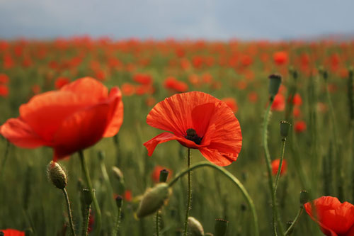 tipo de amapolas