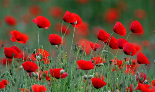 uso de amapolas