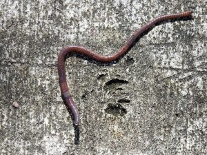 Las lombrices como regeneradoras de la tierra