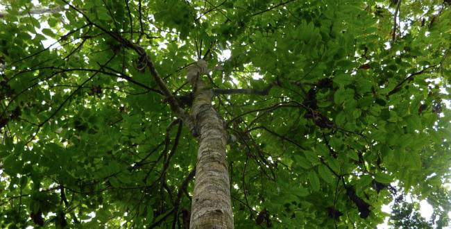 arbol de caoba