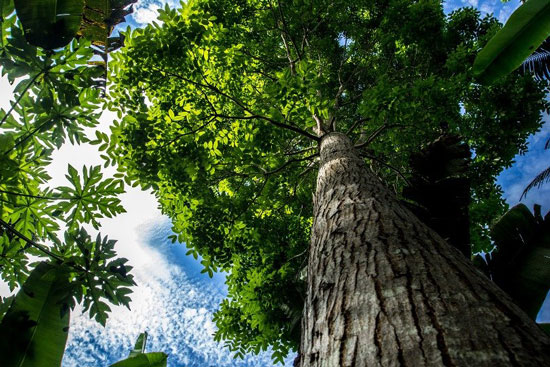 Árbol de caoba