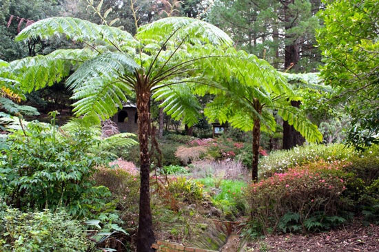 Arboles nativos de Puerto Rico