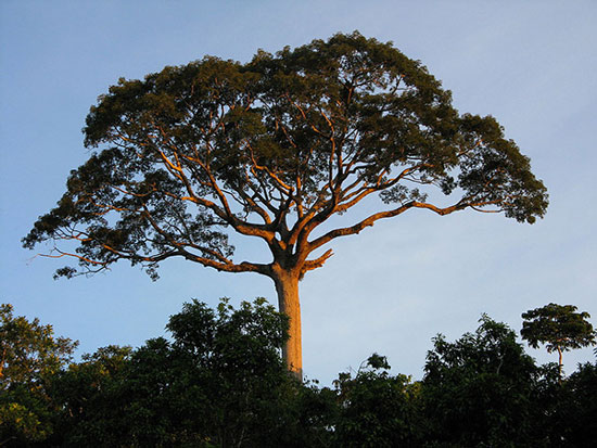 Arbol Nacional de Puerto Rico