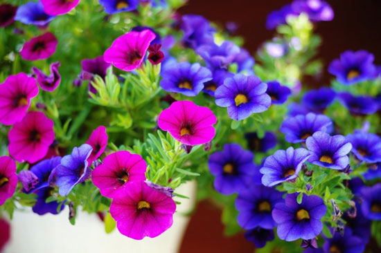 flores para jardines